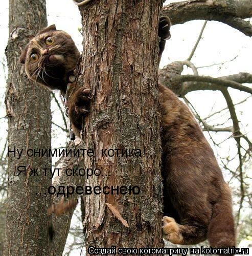 Котоматрица: Ну снимииите  котика! Я ж тут скоро... ...одревеснею