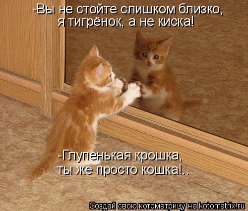 Котоматрица: -Вы не стойте слишком близко, я тигрёнок, а не киска! -Глупенькая крошка, ты же просто кошка!..