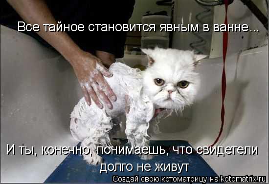 Все тайное становится явным в ванне ... И ты, конечно, понимаешь, что свидетели И ты, конечно, понима... Котоматрица: Все тайное становится явным в ванне ... И ты, конечно, понимаешь, что свидетели И ты, конечно, понимаешь, что свидетели долго не живут