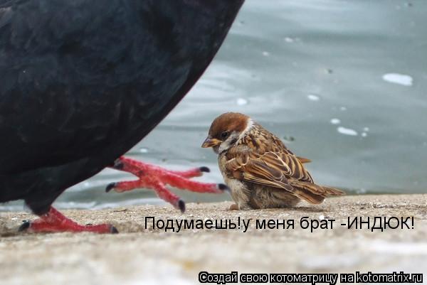 Подумаешь!у меня брат -ИНДЮК!... Котоматрица: Подумаешь!у меня брат -ИНДЮК!