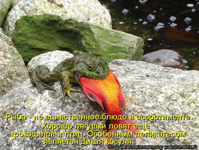 крокодилов и птиц. Особенным деликатесом Хорошо лягушки ловят ещё Рыба - не единственное блюдо в ассо... Котоматрица: крокодилов и птиц. Особенным деликатесом Хорошо лягушки ловят ещё Рыба - не единственное блюдо в ассортименте. является дикая косуля.