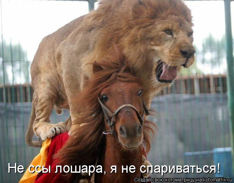 Не ссы лошара, я не спариваться!... Котоматрица: Не ссы лошара, я не спариваться!