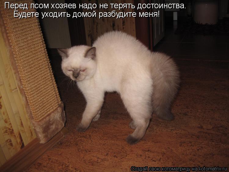 Перед псом хозяев надо не терять достоинства. Будете уходить домой разбудите меня!... Котоматрица: Перед псом хозяев надо не терять достоинства. Будете уходить домой разбудите меня!