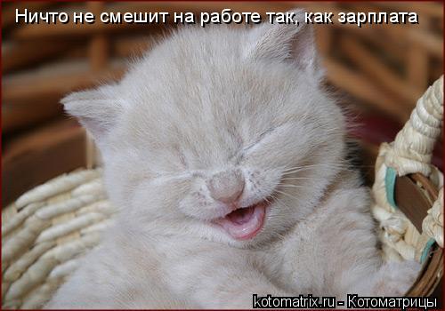 Ничто не смешит на работе так, как зарплата... Котоматрица: Ничто не смешит на работе так, как зарплата
