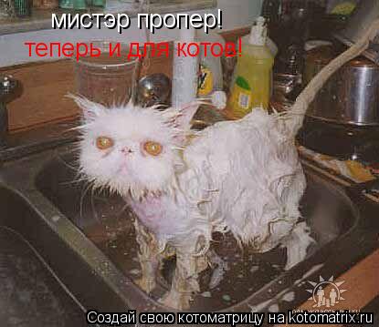 мистэр пропер! теперь и для котов!... Котоматрица: мистэр пропер! теперь и для котов!
