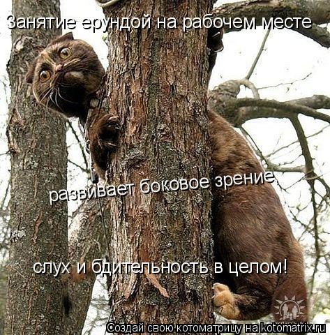 Занятие ерундой на рабочем месте развивает боковое зрение, слух и бдительность в целом!... Котоматрица: Занятие ерундой на рабочем месте развивает боковое зрение, слух и бдительность в целом!
