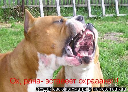 Котоматрица: Ох, рана- встаееет охрааана!!!