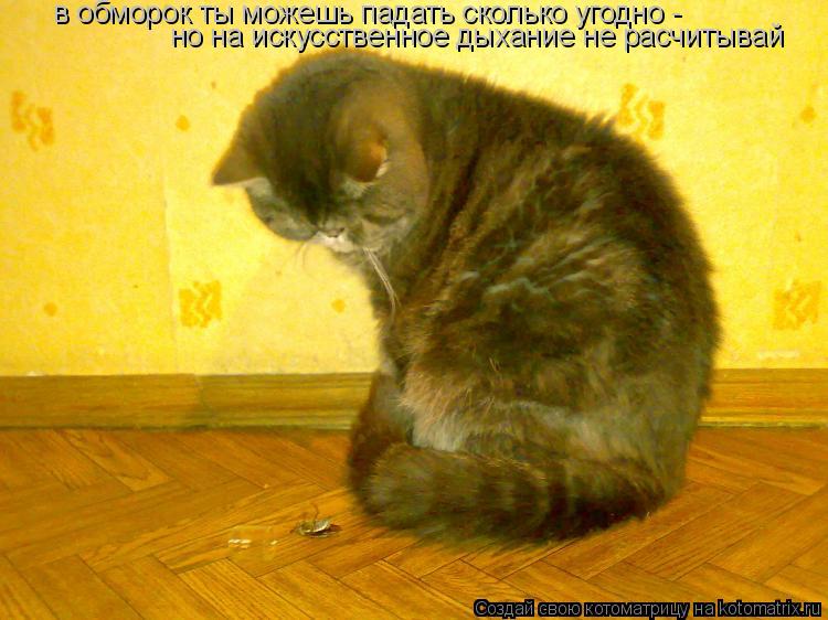 Котоматрица: в обморок ты можешь падать сколько угодно - но на искусственное дыхание не расчитывай