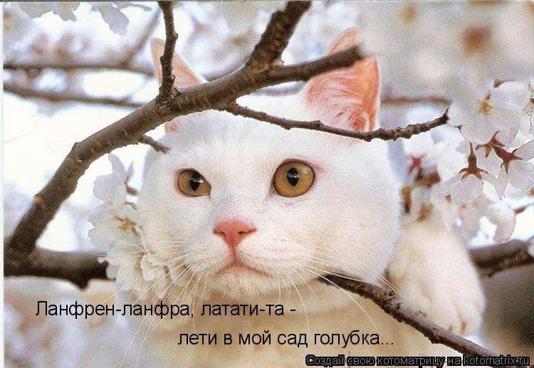 Котоматрица: Ланфрен-ланфра, латати-та -  лети в мой сад голубка...