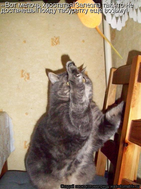 Котоматрица: --Вот мелочь хвостатая!Залезла так,что не достанешь!Пойду табуретку ещё возьму!