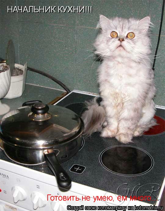Котоматрица: НАЧАЛЬНИК КУХНИ!!! Готовить не умею, ем много...