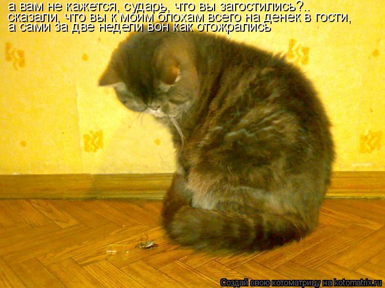 Котоматрица: а вам не кажется, сударь, что вы загостились?.. сказали, что вы к моим блохам всего на денек в гости, а сами за две недели вон как отожрались