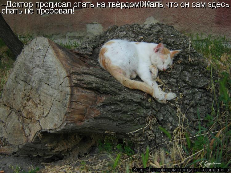 Котоматрица: --Доктор прописал спать на твёрдом!Жаль,что он сам здесь спать не пробовал!