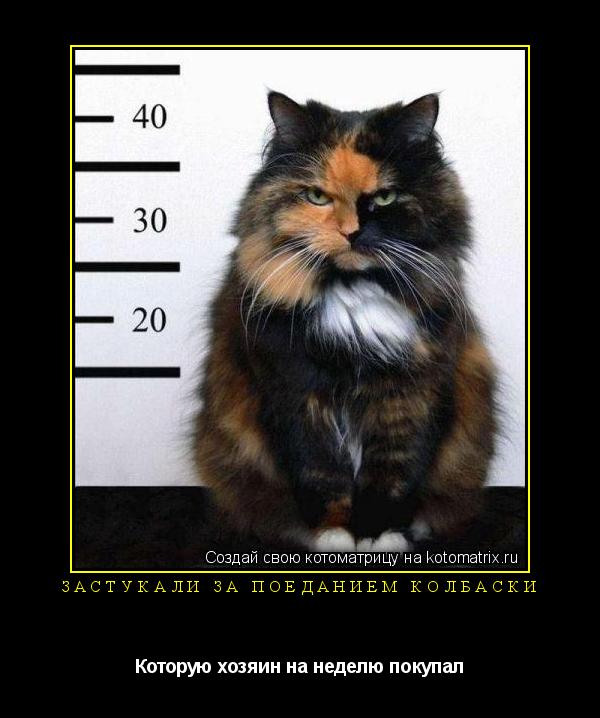 Застукали за поеданием колбаски Которую хозяин на неделю покупал... Котоматрица: Застукали за поеданием колбаски Которую хозяин на неделю покупал