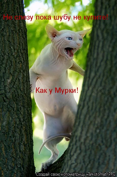 Котоматрица: Не слезу пока шубу не купите! Как у Мурки!
