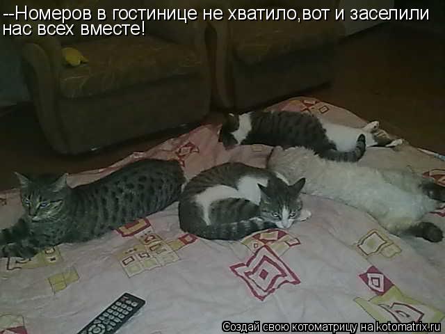 Котоматрица: --Номеров в гостинице не хватило,вот и заселили нас всех вместе!