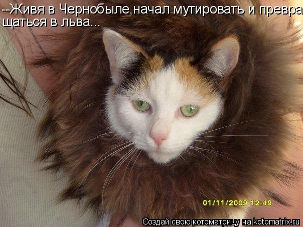 Котоматрица: --Живя в Чернобыле,начал мутировать и превра щаться в льва...
