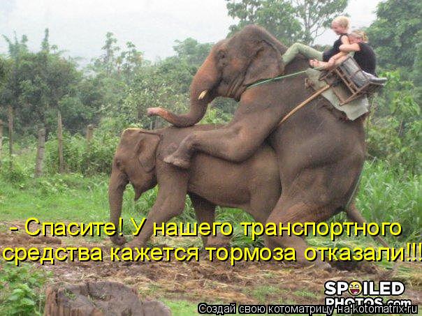 Котоматрица: - Спасите! У нашего транспортного  средства кажется тормоза отказали!!!