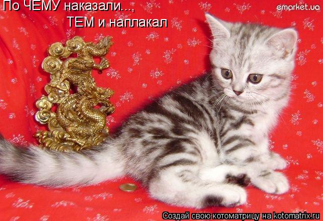 Котоматрица: ТЕМ и наплакал По ЧЕМУ наказали...,