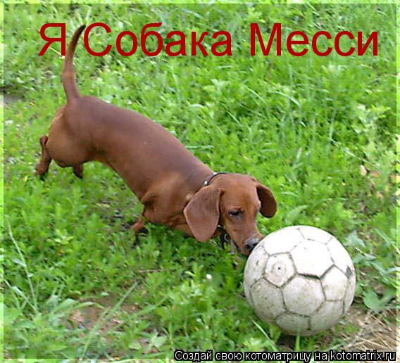 Котоматрица: Я Собака Месси