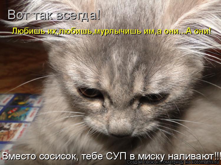 Котоматрица: Вот так всегда! Любишь их,любишь,мурлычишь им,а они...А они! Вместо сосисок, тебе СУП в миску наливают!!!