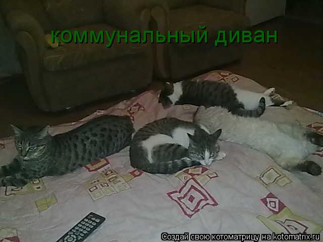 Котоматрица: коммунальный диван