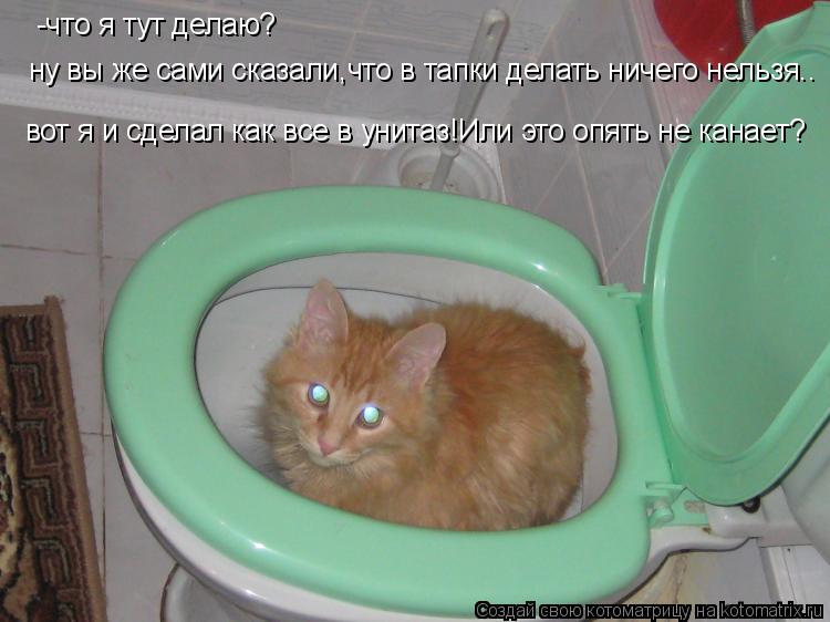 Котоматрица: -что я тут делаю? ну вы же сами сказали,что в тапки делать ничего нельзя.. вот я и сделал как все в унитаз!Или это опять не канает?