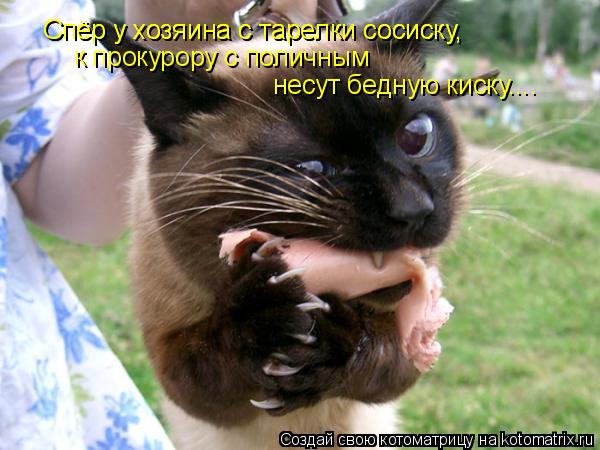 Котоматрица: Спёр у хозяина с тарелки сосиску, Спёр у хозяина с тарелки сосиску, к прокурору с поличным несут бедную киску....