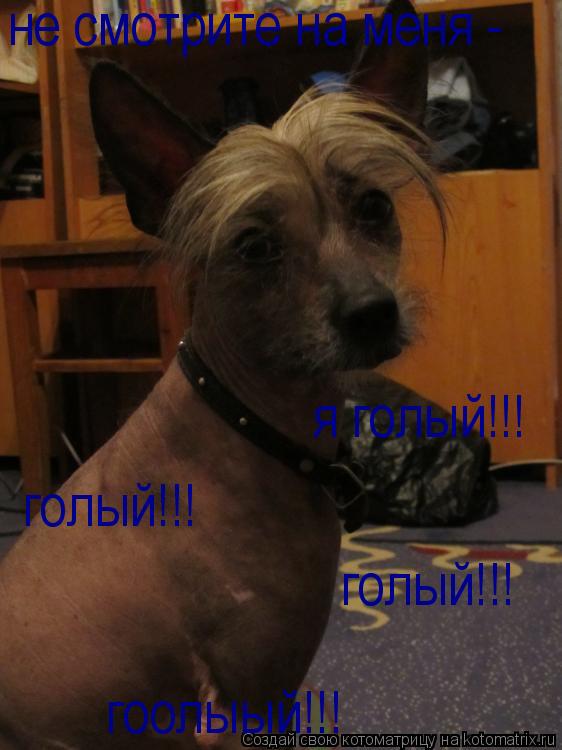 Котоматрица: не смотрите на меня - я голый!!! голый!!! голый!!! гоолыый!!!