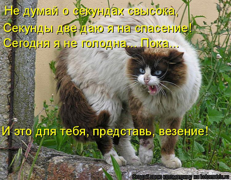 Котоматрица: Не думай о секундах свысока,  Секунды две даю я на спасение! Сегодня я не голодна... Пока... И это для тебя, представь, везение!