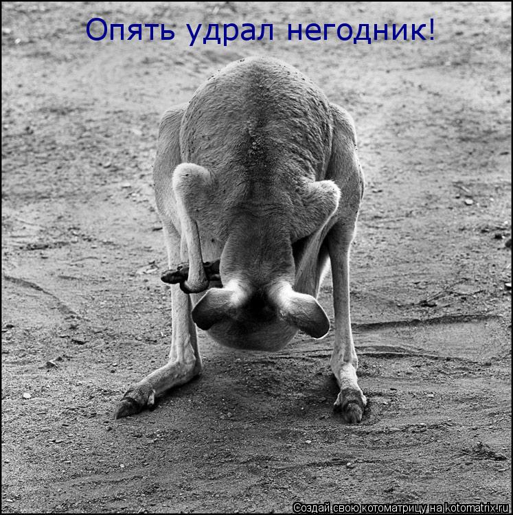Котоматрица: Опять удрал негодник!