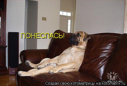 Котоматрица: ПОНЕСЛАСЬ!