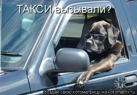 Котоматрица: ТАКСИ вызывали?