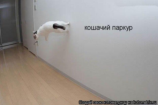 Котоматрица: кошачий паркур