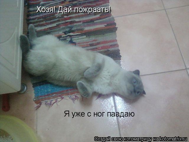 Котоматрица: Хозя! Дай пожраать! Я уже с ног паадаю