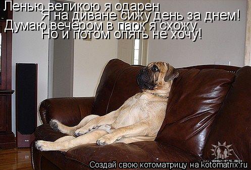 Котоматрица: Ленью великою я одарен Я на диване сижу день за днем! Думаю вечером в парк я схожу.. Но и потом опять не хочу!