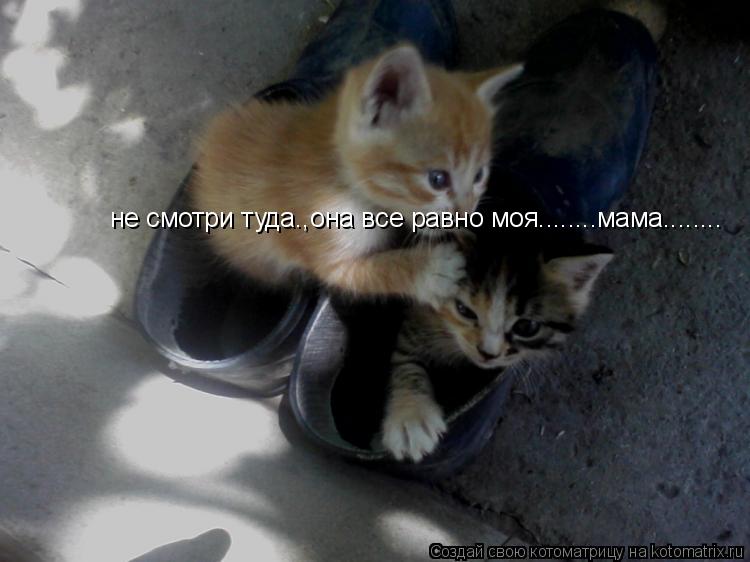 Котоматрица: не смотри туда.,она все равно моя........мама........