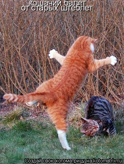 Котоматрица: кошачий балет от старых штеблет