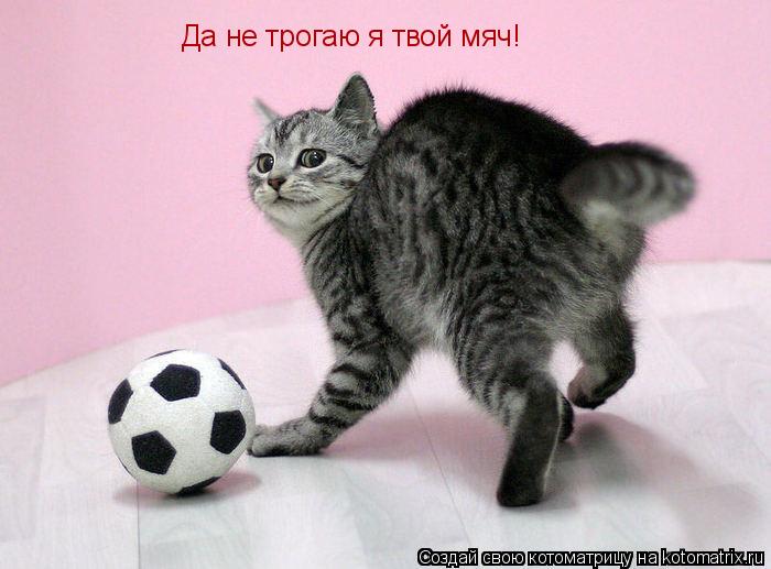 Котоматрица: Да не трогаю я твой мяч!