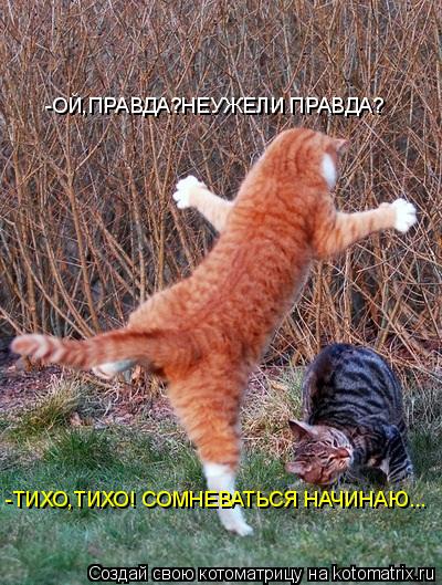 Котоматрица: -ОЙ,ПРАВДА?НЕУЖЕЛИ ПРАВДА? -ТИХО,ТИХО! СОМНЕВАТЬСЯ НАЧИНАЮ...