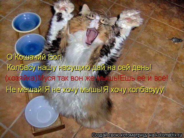 Котоматрица: Колбасу нашу насущию дай на сей день! О Кошачий Бог! (хозяйка)Муся так вон же мышь!Ешь её и всё! Не мешай!Я не хочу мышь!Я хочу колбасууу!
