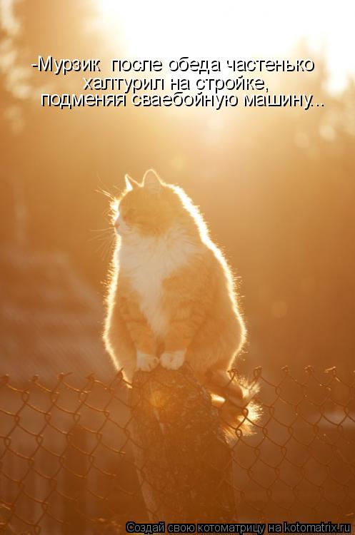 Котоматрица: -Мурзик  после обеда частенько халтурил на стройке, подменяя сваебойную машину...