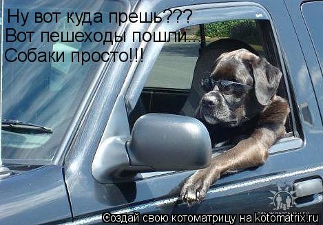 Котоматрица: Ну вот куда прешь??? Вот пешеходы пошли... Собаки просто!!!