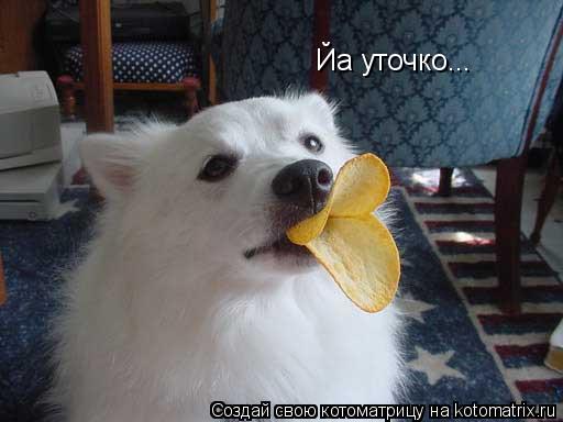 Котоматрица: Йа уточко...