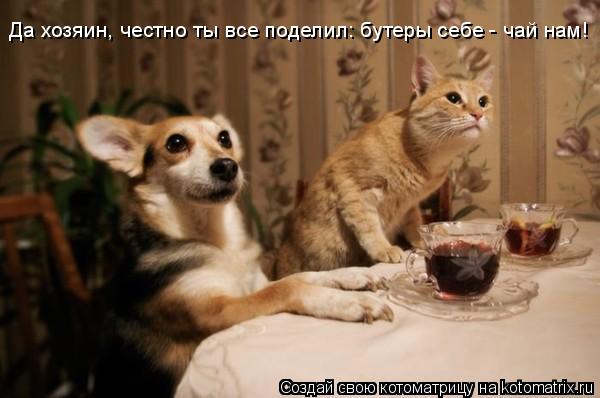 Котоматрица: Да хозяин, честно ты все поделил: бутеры себе - чай нам!