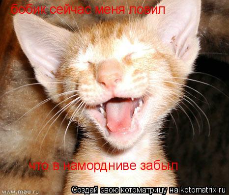 Котоматрица: бобик сейчас меня ловил  что в намордниве забыл