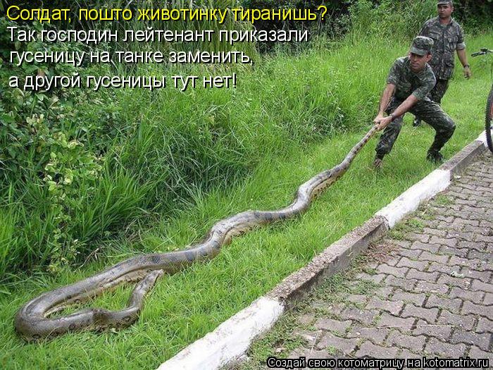Солдат, пошто животинку тиранишь? Так господин лейтенант приказали гусеницу на танке заменить, а др... Котоматрица: Солдат, пошто животинку тиранишь? Так господин лейтенант приказали гусеницу на танке заменить, а другой гусеницы тут нет!