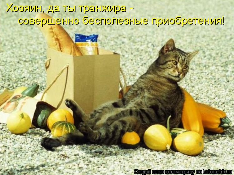 Котоматрица: Хозяин, да ты транжира -  совершенно бесполезные приобретения!