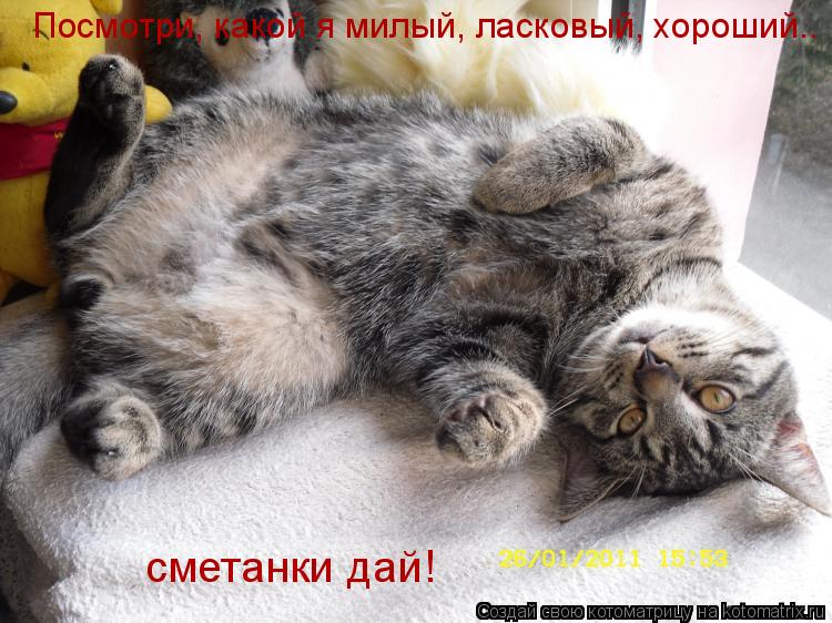 Котоматрица: Посмотри, какой я милый, ласковый, хороший.. сметанки дай!