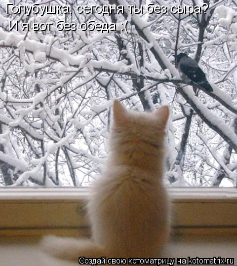 Котоматрица: Голубушка, сегодня ты без сыра?  И я вот без обеда :(